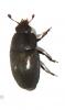Meligethinae inconnu
